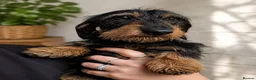 Miniature Dachshund dogs for sale: Gorgeous puppies available  - Advert 3