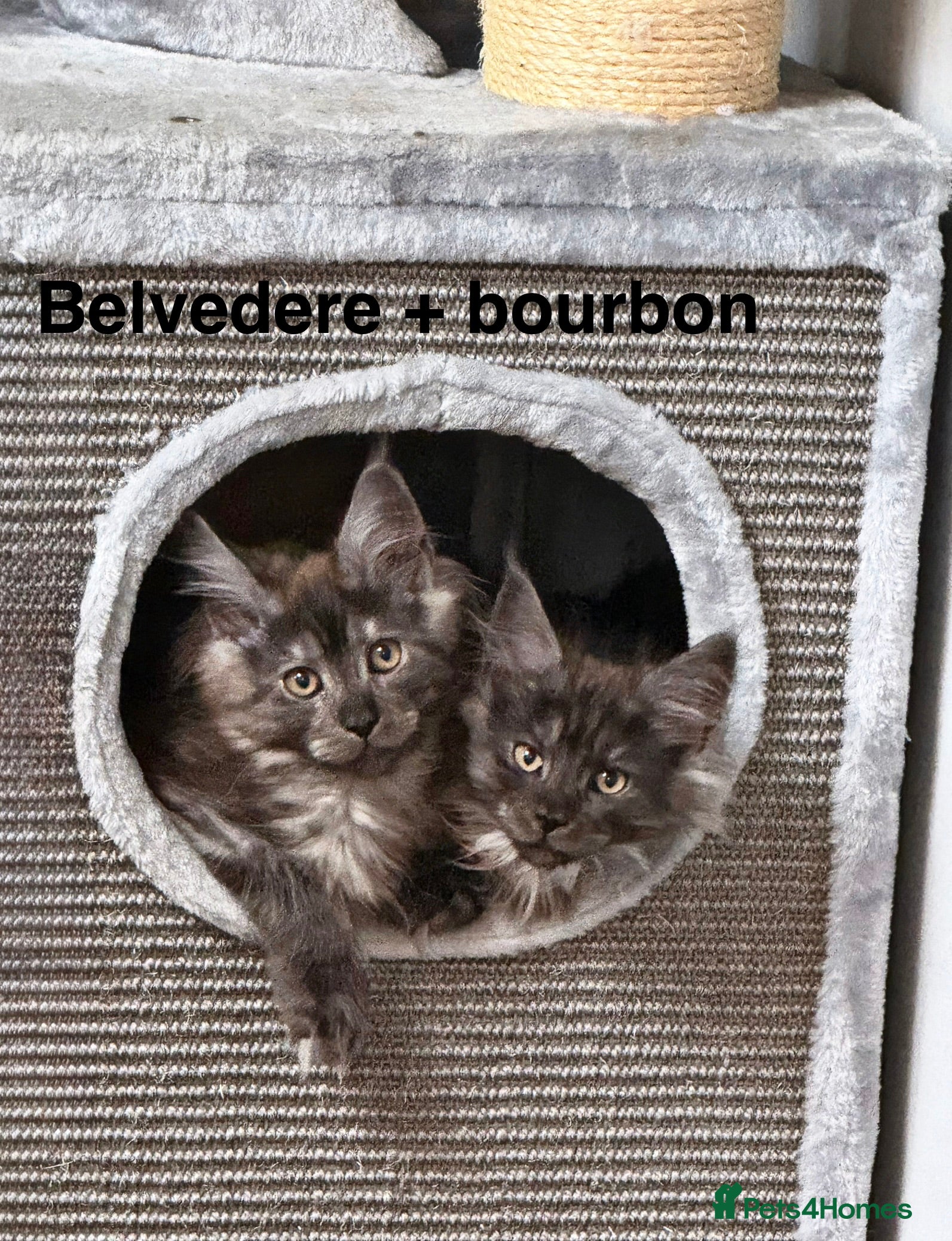 Maine Coon cats Stunning Pedigree Maine Coon Kittens for Sale - Advert 2