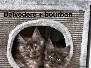 Maine Coon cats Stunning Pedigree Maine Coon Kittens for Sale - Advert 2