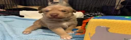 Mixed Breed dogs for sale: Collie mix pups in Gloucester - Advert 36