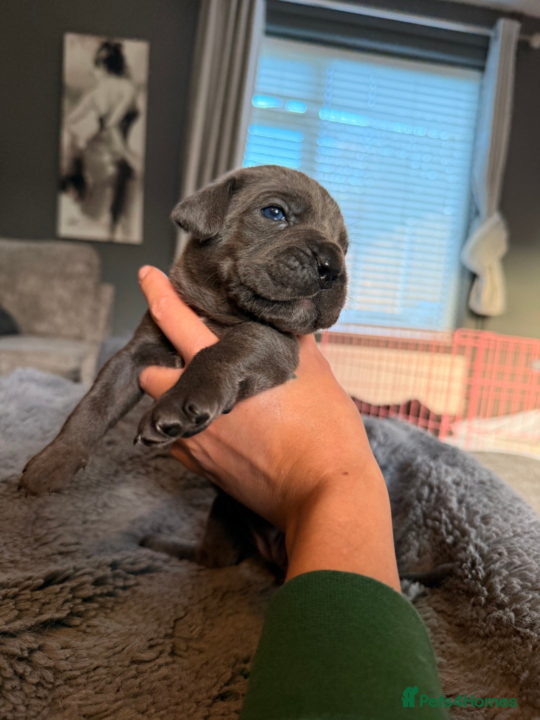 Cane Corso dogs for sale: Exceptional, Champion Bloodline Cane Corso Puppies - Advert 11