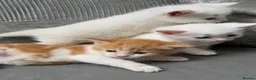 Mixed Breed cats for sale: Adorable kittens ready for their new homes - Advert 7