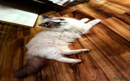 Ragdoll cats for sale: Ragdoll kitten - Image 4