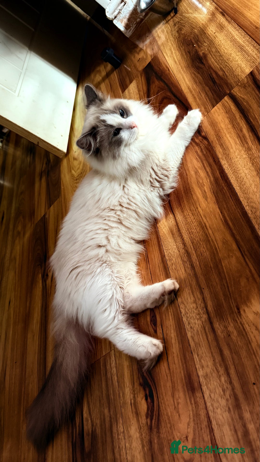 Ragdoll cats for sale: Ragdoll kitten - Image 4