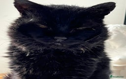 British Shorthair cats for sale: Lovely Elderly Cat - Image 2