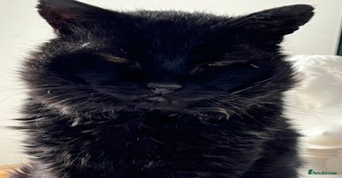 British Shorthair cats - Advert 5