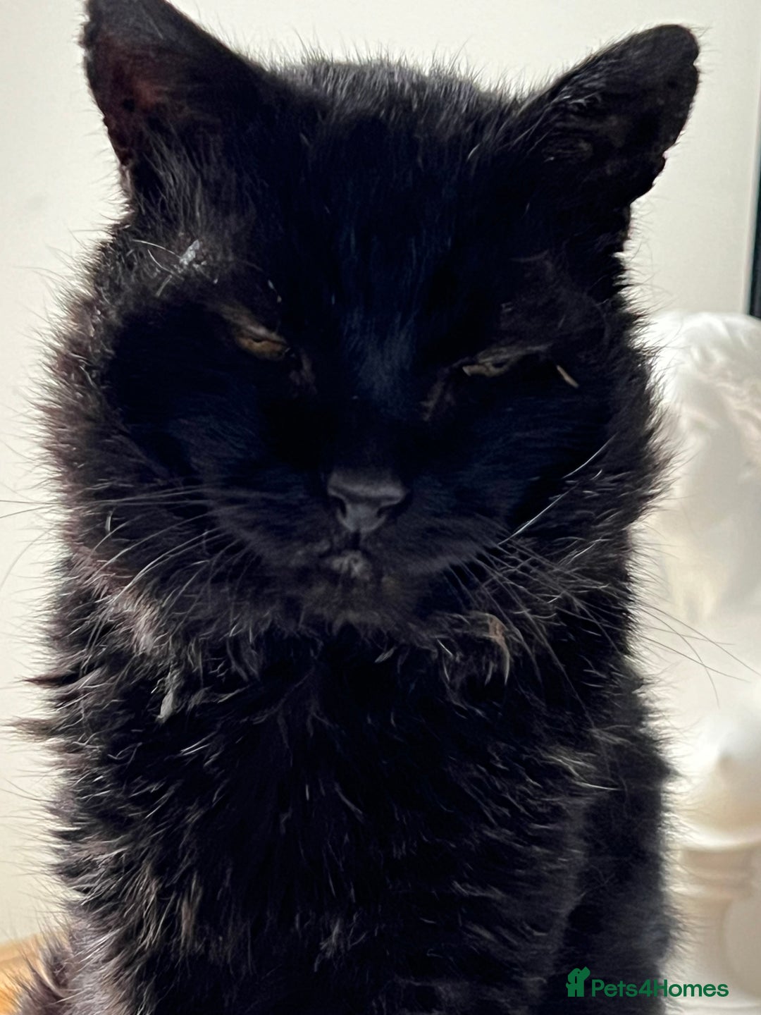 British Shorthair cats for sale: Lovely Elderly Cat - Image 2