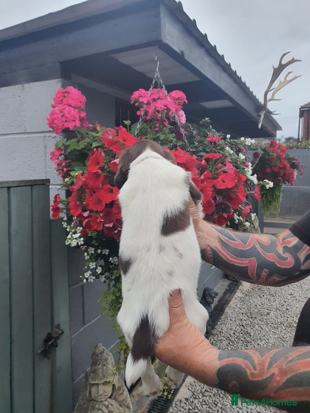 English Springer Spaniel dogs for sale: Springer spaniel  - Image 2
