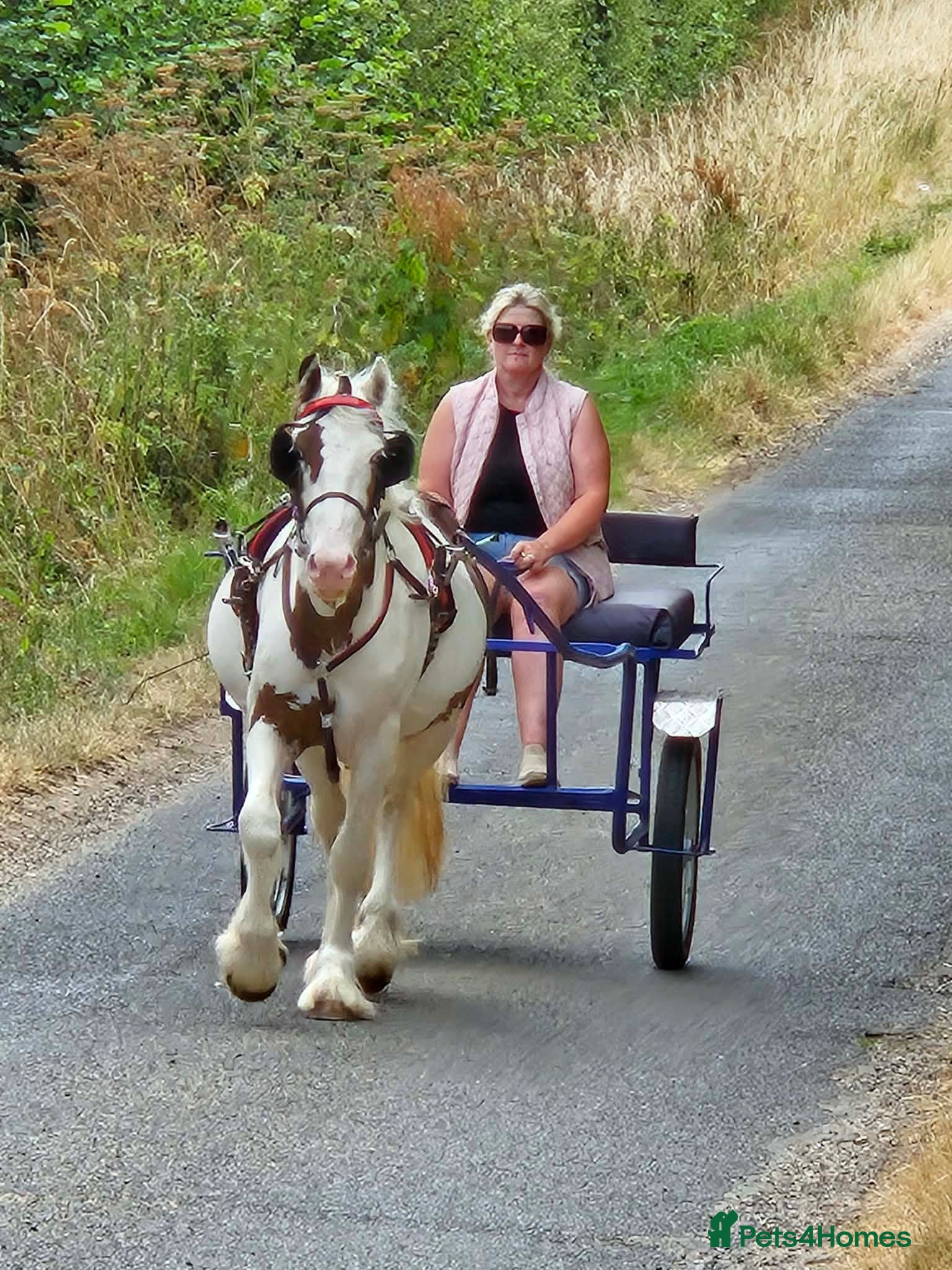 English Thoroughbred horses Traditional 3yr old cob ride and drive - Advert 17