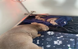 American Bully dogs for sale: Pocket Bullies - Image 1