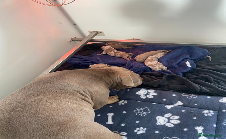 American Bully dogs - Advert 1