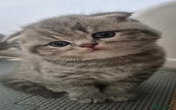 Scottish Fold cats for sale: Scottish Fold/Straight kittens  - Image 6