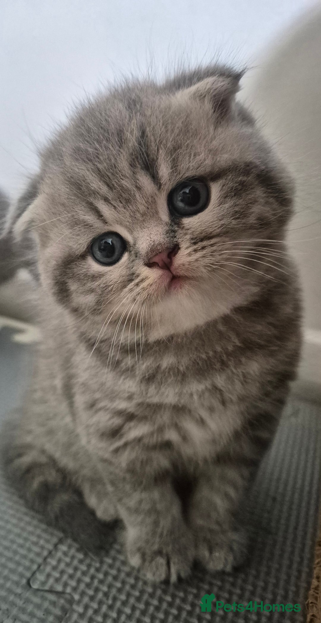 Scottish Fold cats for sale: Scottish Fold/Straight kittens  - Image 6
