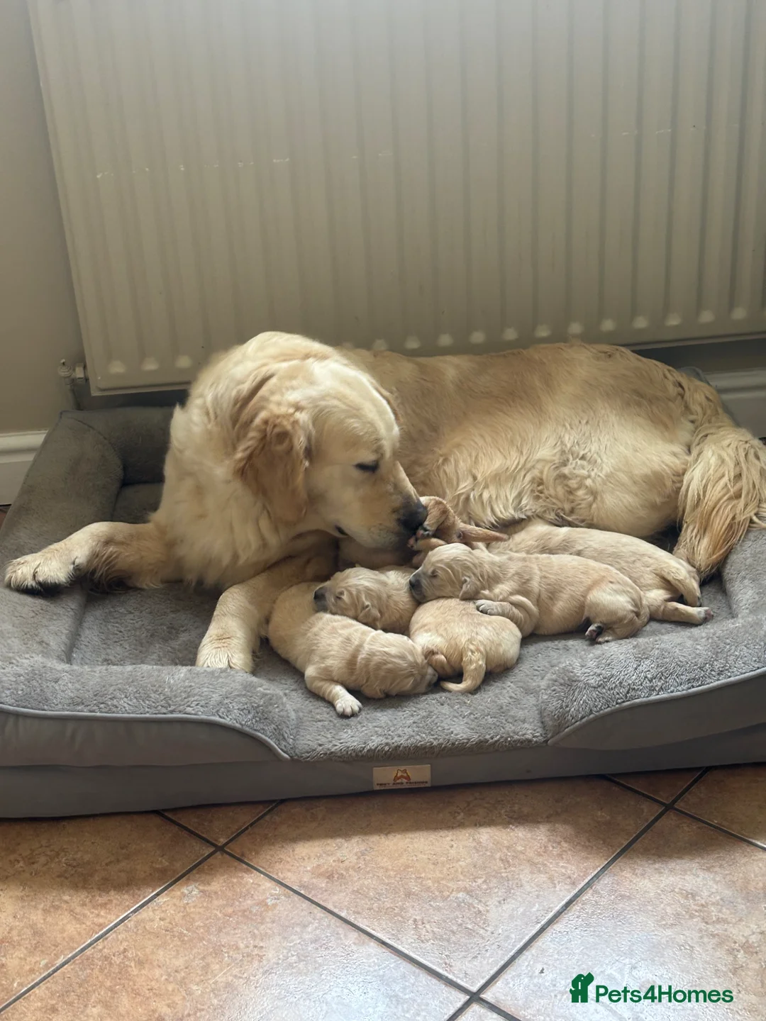 Golden Retriever dogs for sale: Exceptional KC Golden Retriever H/Tested puppies!! - Advert 2