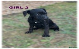Patterdale Terrier dogs for sale: Patterdale terriers  - Image 7