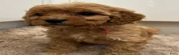 Cavapoo dogs for sale: Beautiful f1b puppies  - Advert 6