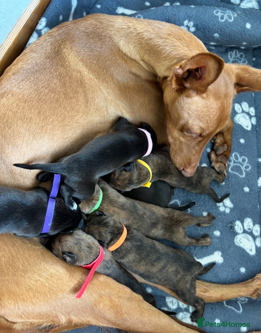 Mixed Breed dogs for sale: Pharaoh hound x blue whippet .last  of the litter  - Image 7