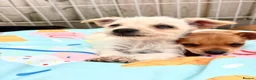 Mixed Breed dogs for sale: Jack Russell Cross Chorkie Puppies – Ready Now - Advert 15