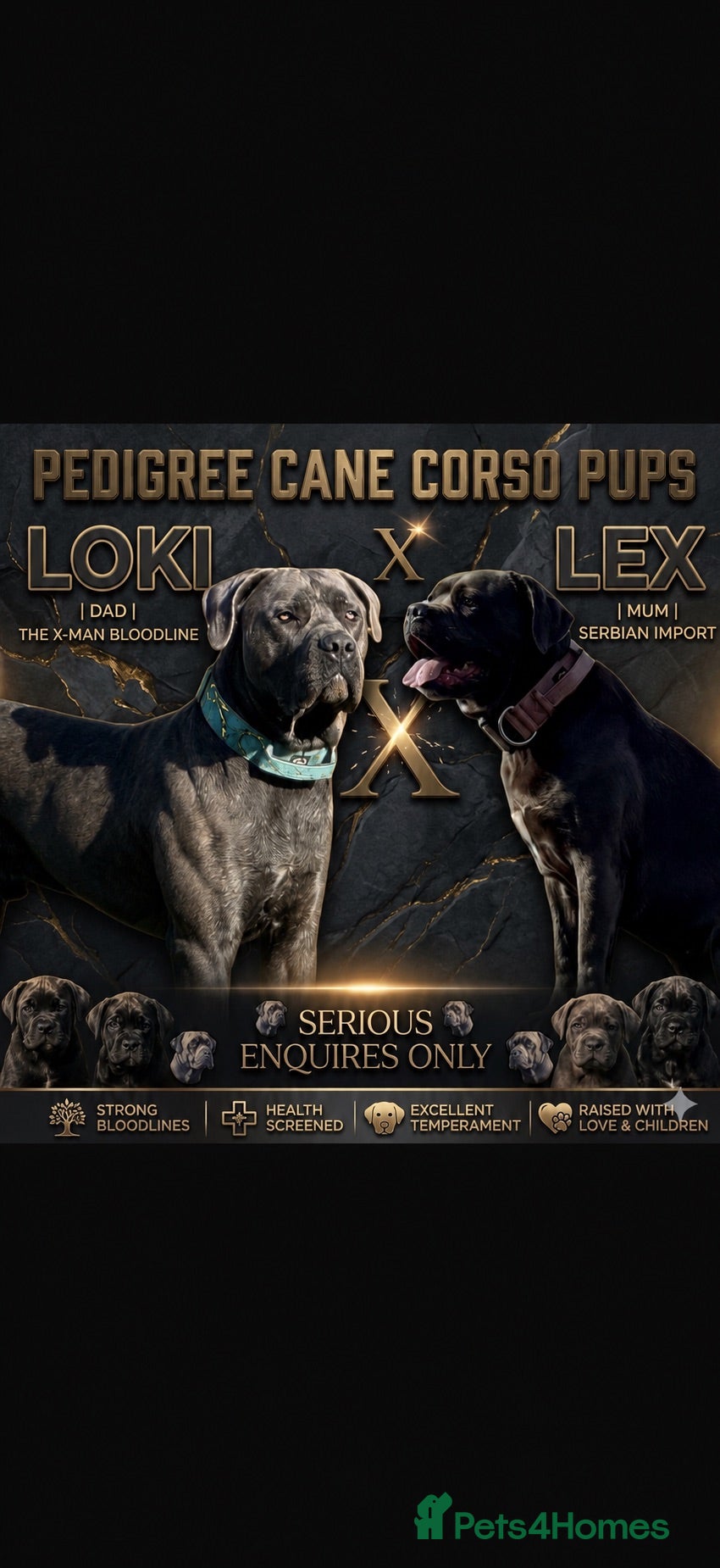 Cane Corso dogs X-Man Bloodline, Pedigree Cane Corso Puppies - Advert 3