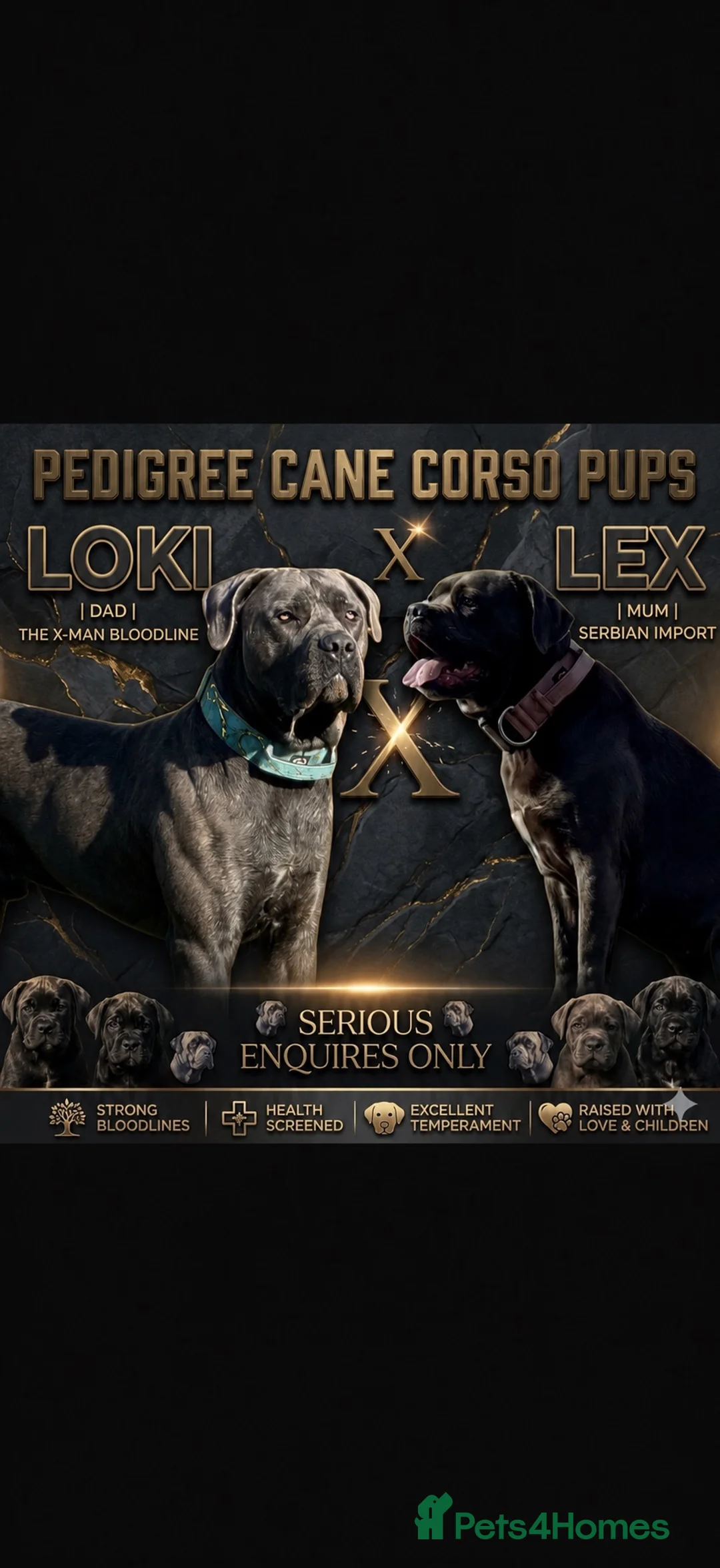 Cane Corso dogs for sale: X-Man Bloodline, Pedigree Cane Corso Puppies - Advert 1