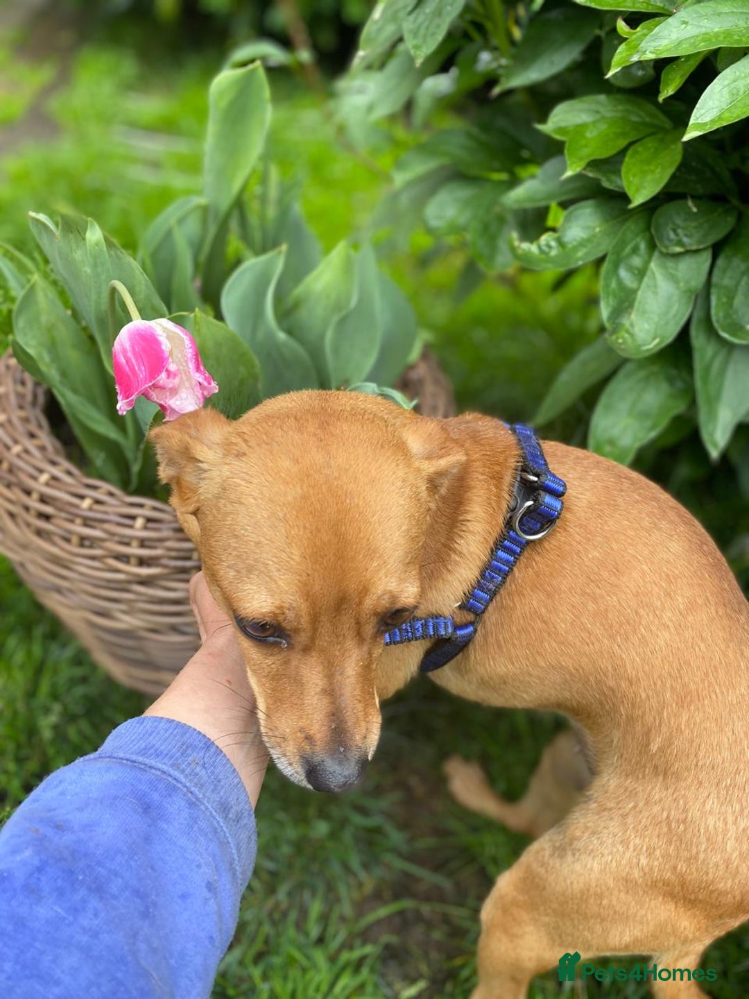 Chihuahua dogs for adoption: ❤️🐶 LILA – A Little  Soul Searching for Love 🐶❤️ - Image 9