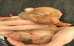 Pomchi dogs for sale:  **  Beautiful Pomchi loved & socialised  - Image 7