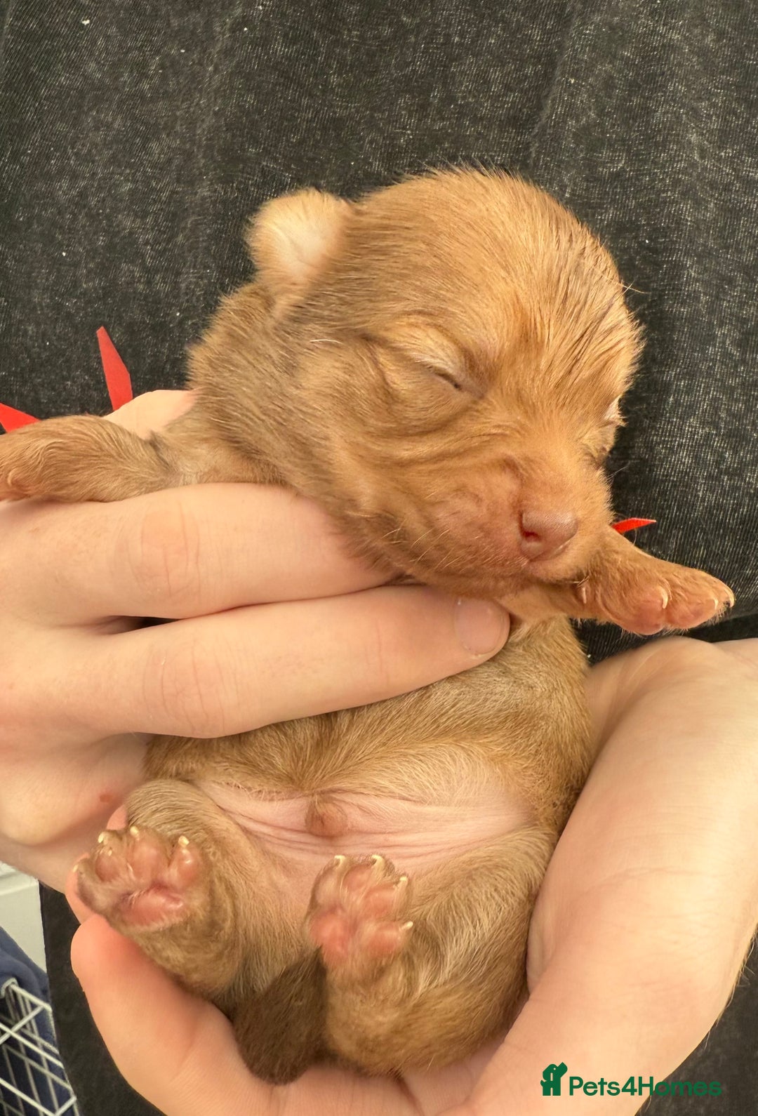 Pomchi dogs for sale:  **  Beautiful Pomchi loved & socialised  - Image 7