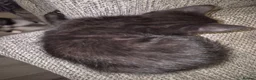 Mixed Breed cats for sale: Part ragdoll kittens for sale - Advert 10