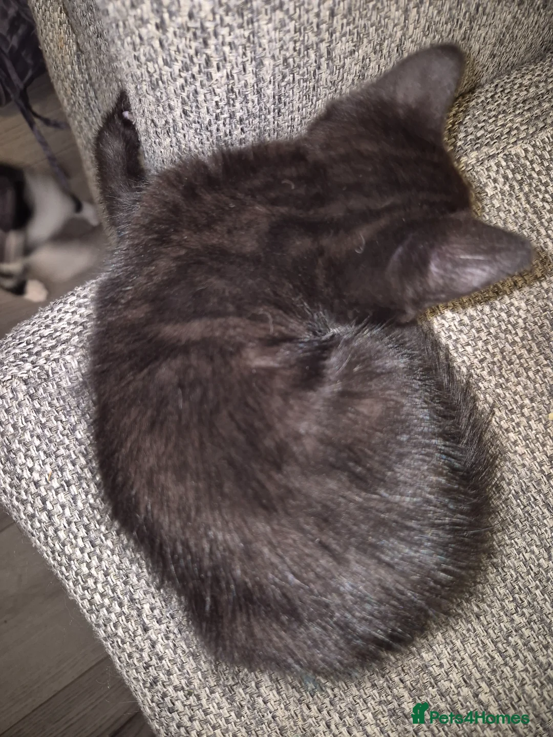 Mixed Breed cats for sale: Part ragdoll kittens for sale - Advert 10
