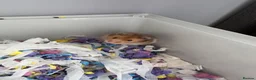 Hamster rodents for sale: Syrian Hamster Including Cage, Food, wool in Morecambe - Advert 3