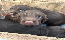 Sprocker dogs for sale: 1 chocolate boy sproker 10 weeks  - Image 16