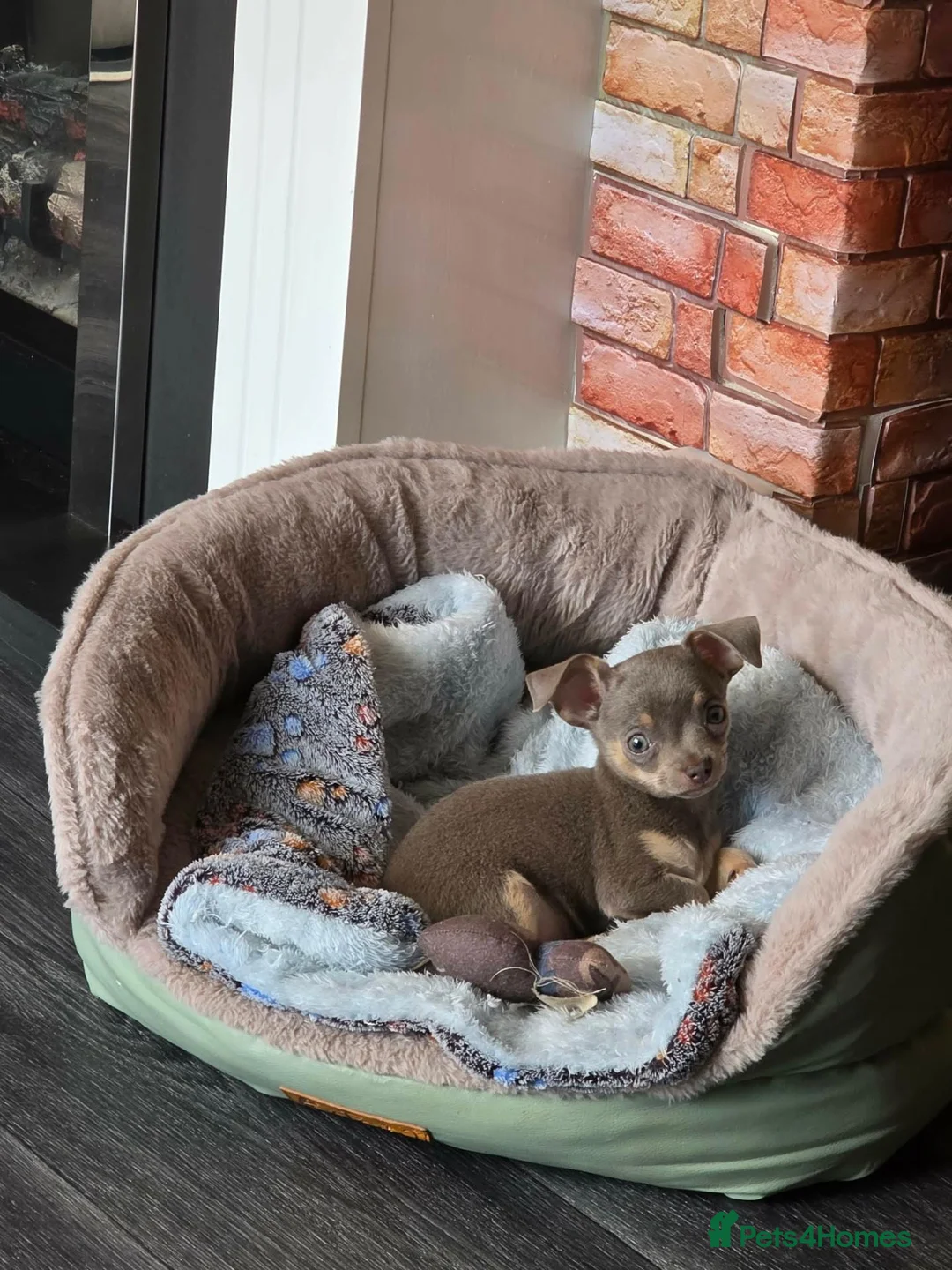 Chihuahua dogs for sale: Chihuahua  in Ross-on-Wye - Advert 1