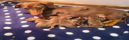 Miniature Dachshund dogs for sale: Chocolate dapple and tans mini daxies available - Advert 4