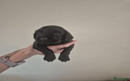 Cocker Spaniel dogs for sale: Cocker spaniel puppies  - Image 4