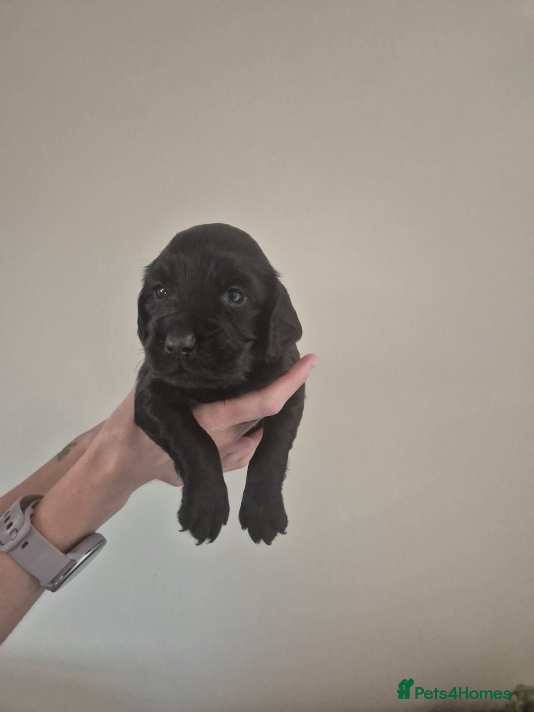 Cocker Spaniel dogs for sale: Cocker spaniel puppies  - Image 4