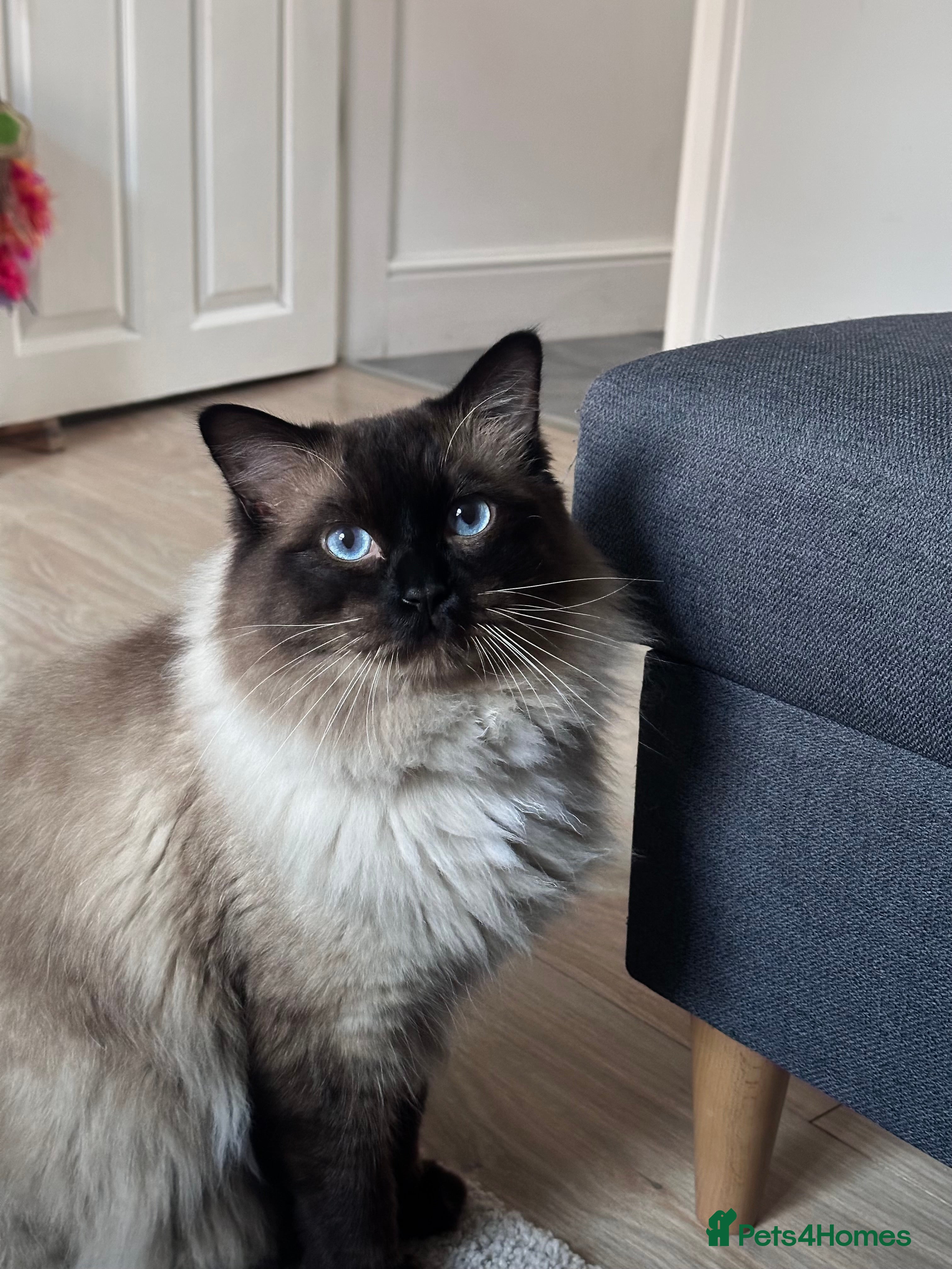 Ragdoll cats Beautiful Ragdoll Stud  - Advert 2