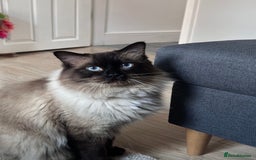 Ragdoll cats for stud: Beautiful Ragdoll Stud  - Image 1