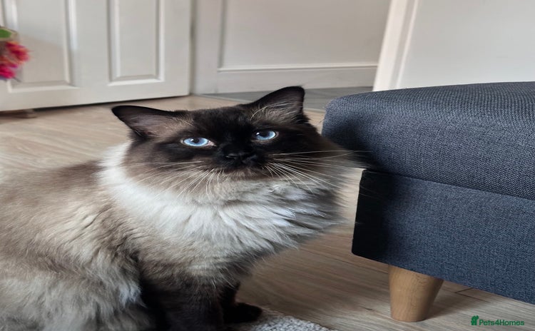 Ragdoll cats - Advert 1