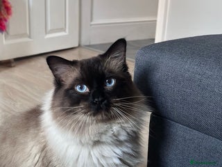 Ragdoll cats for stud - Advert 1