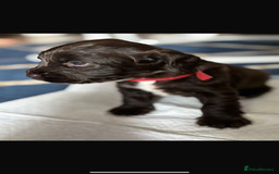 Sprocker dogs for sale: Sprocker Puppies - Image 9