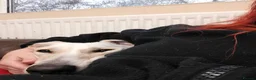 Lurcher dogs for adoption: Pirelli - Advert 4