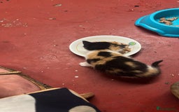 Mixed Breed cats for sale: 3 beautiful kittens - Image 10