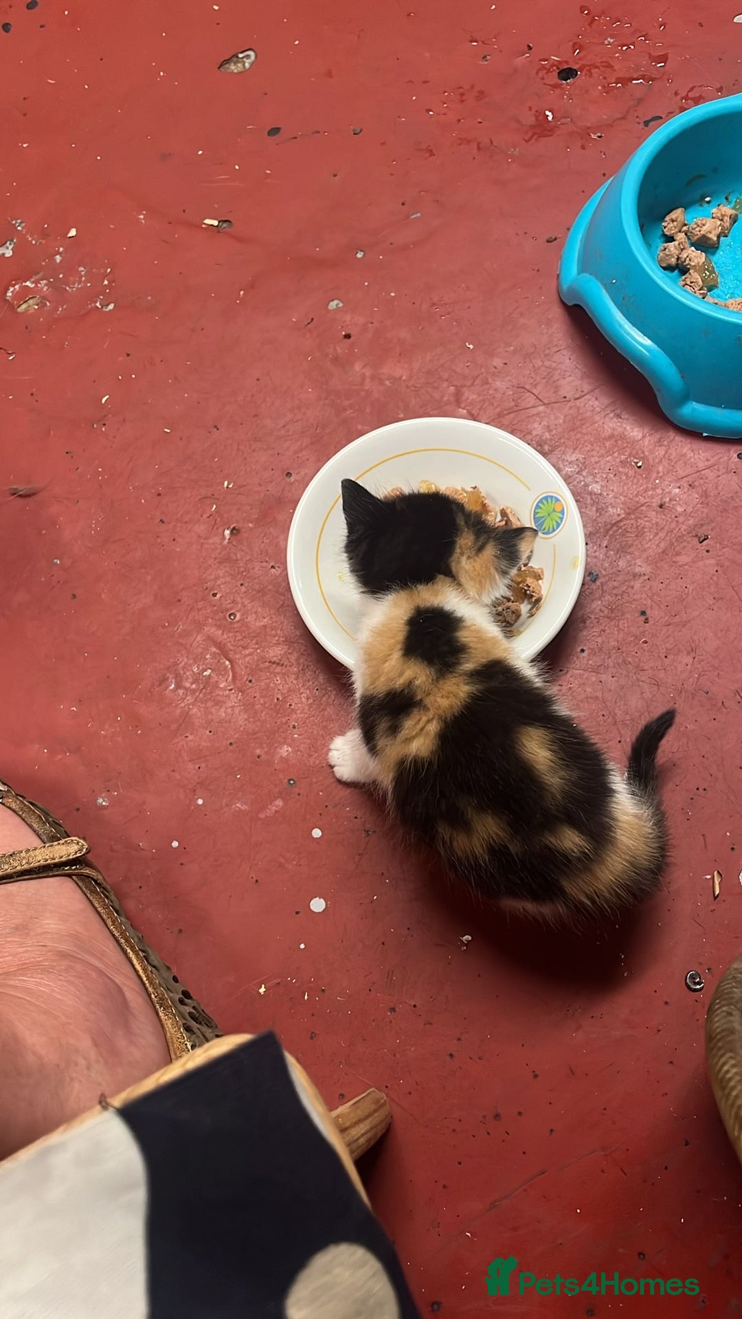 Mixed Breed cats for sale: 3 beautiful kittens - Image 10