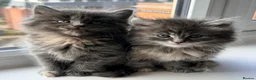 British Longhair cats for sale: Fluffy British Short hair X British Long Hair  - Advert 4
