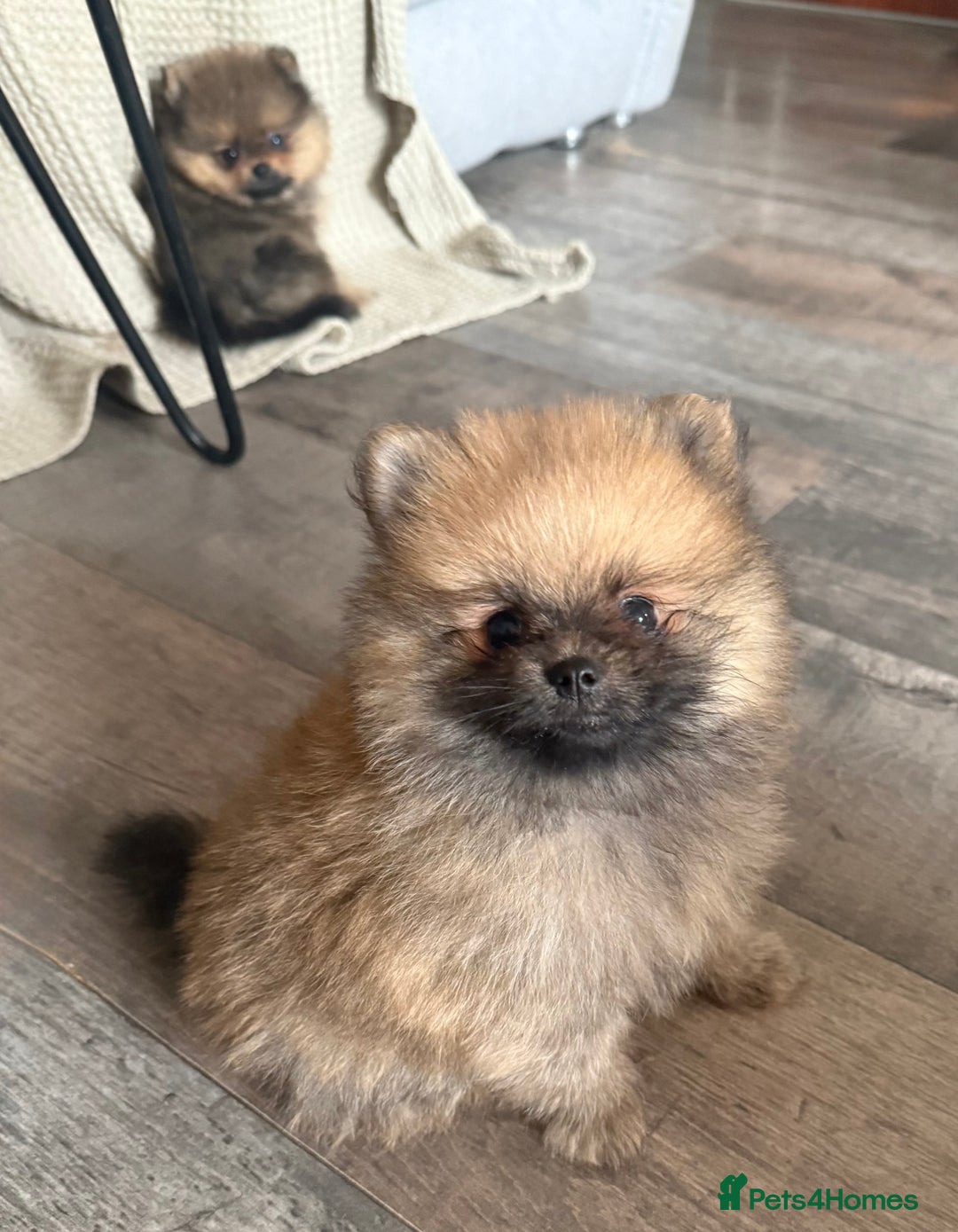 Pomeranian dogs for sale: 2 POMERANIAN BOYS READY TO LEAVE  in Bargoed - Image 18