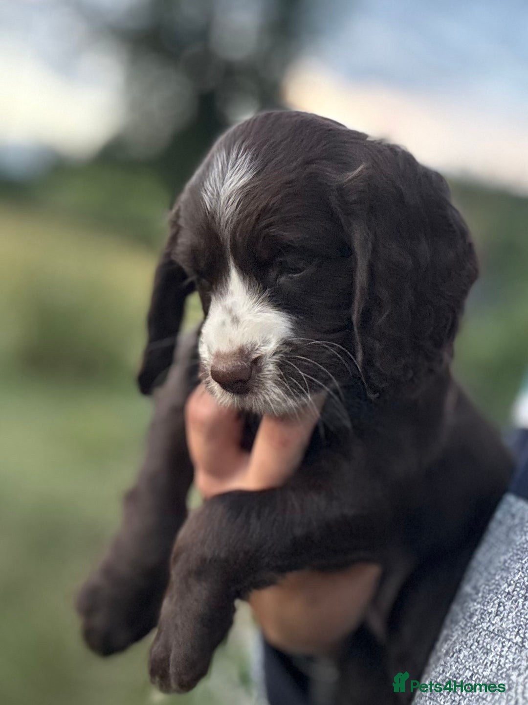 Cocker Spaniel dogs for sale: Last Working Cocker Girl - Fully Vaccinated  - Image 2