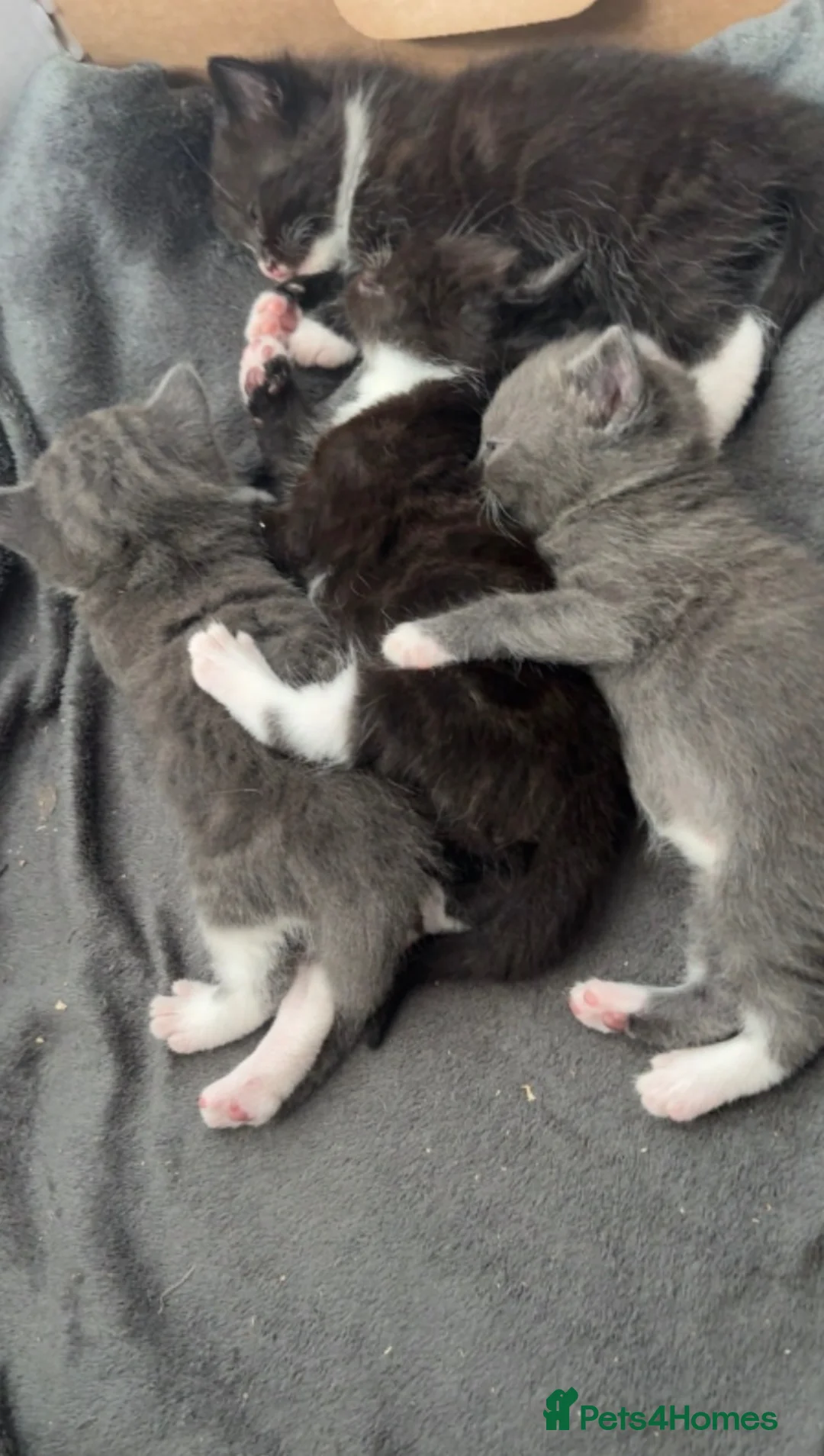 Domestic Shorthair cats for sale: Three lovely kittens looking for homes! - Advert 8