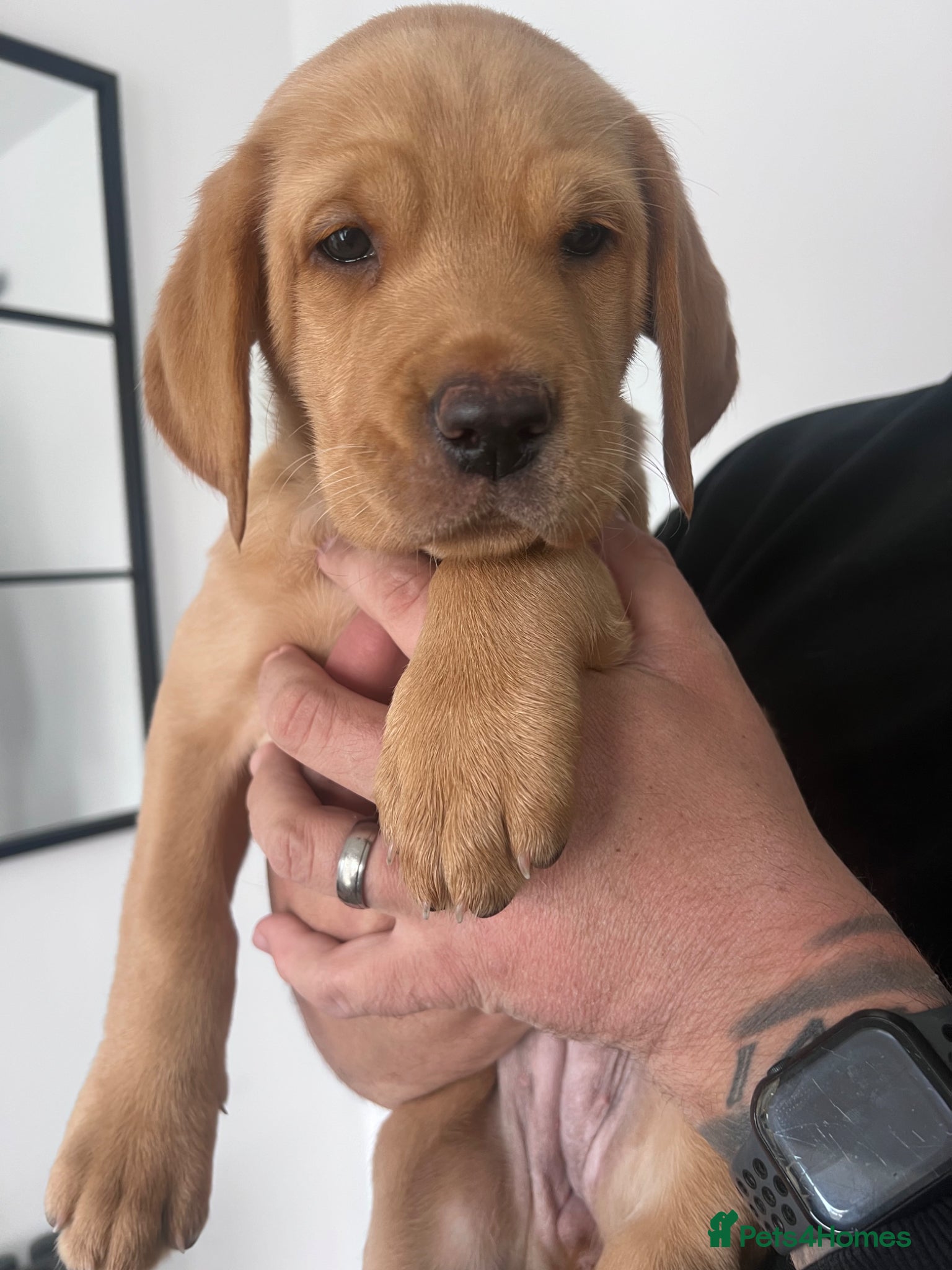 Labrador Retriever dogs One Girl Available!!!  - Advert 7