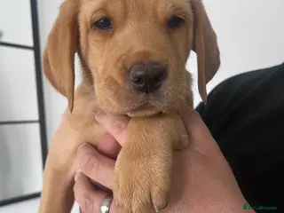 Labrador Retriever dogs One Girl Available!!! - Advert 7