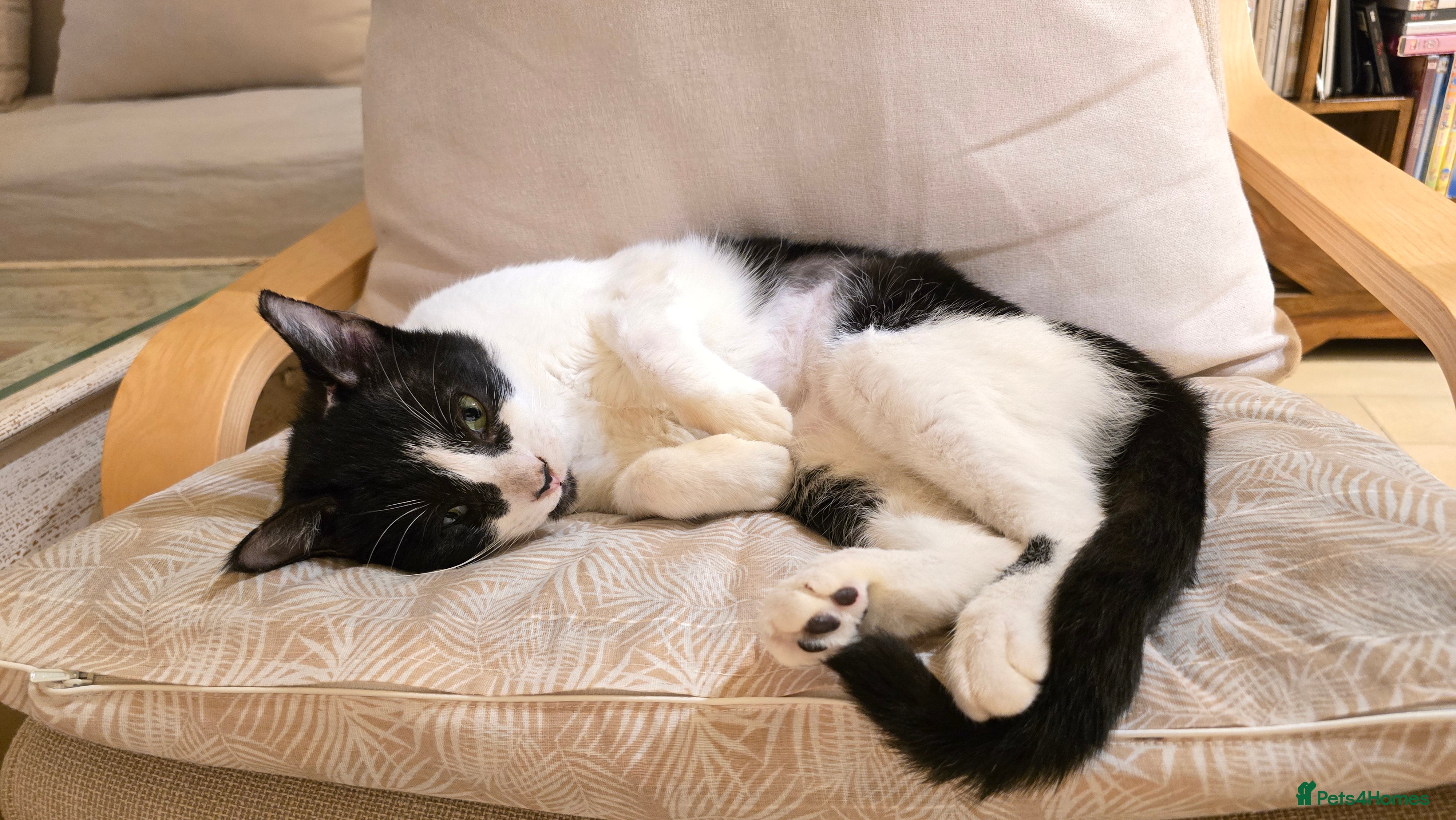 Mixed Breed cats [Indoors Only] Thomas - The perfect impurrfect boy - Advert 2